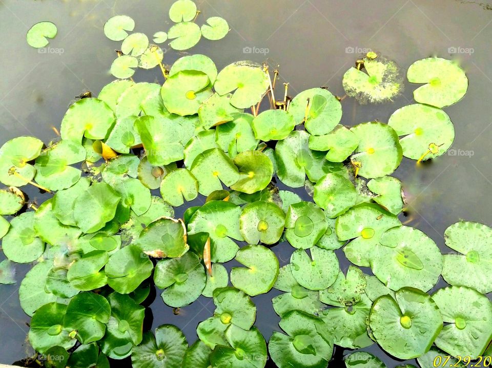 Lotus leaves