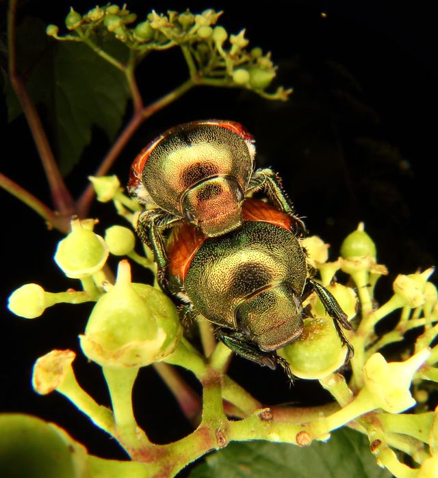 Insect
