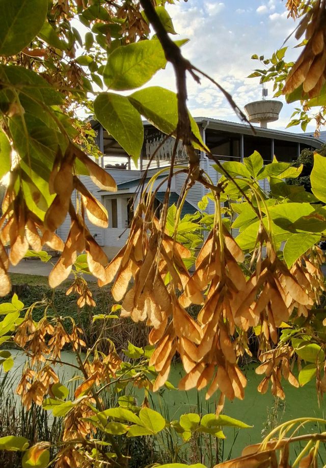 autumn colors