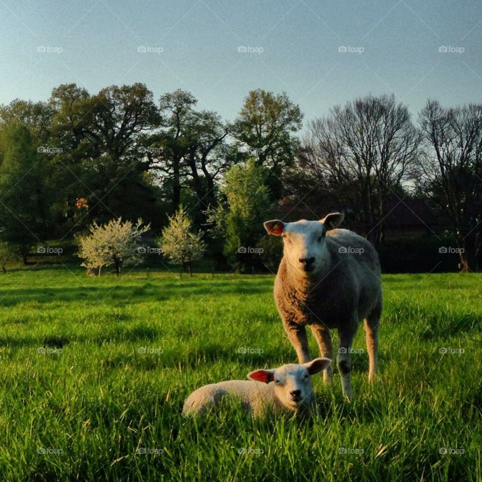 Sheep and lamb on green field