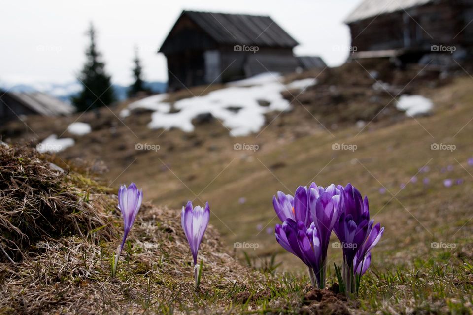 Spring in the mountains 