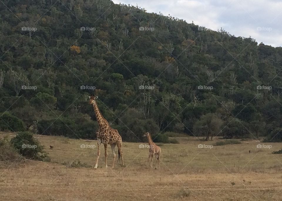 Mother and baby giraffes, South Africa