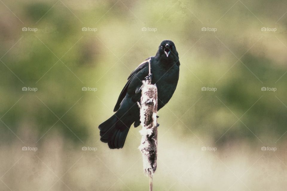 Blackbird Sing
