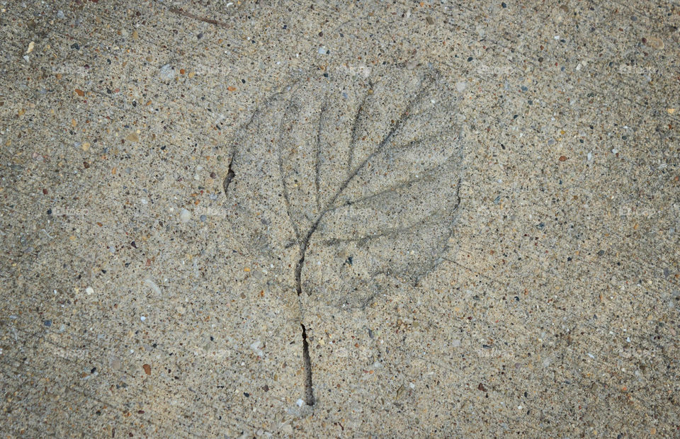 leaf imprint