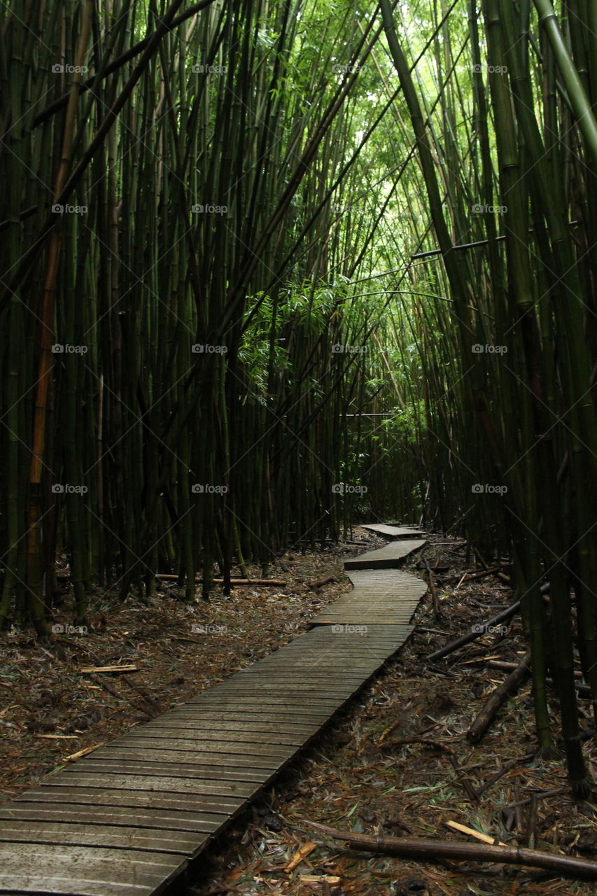 Bamboo trail 