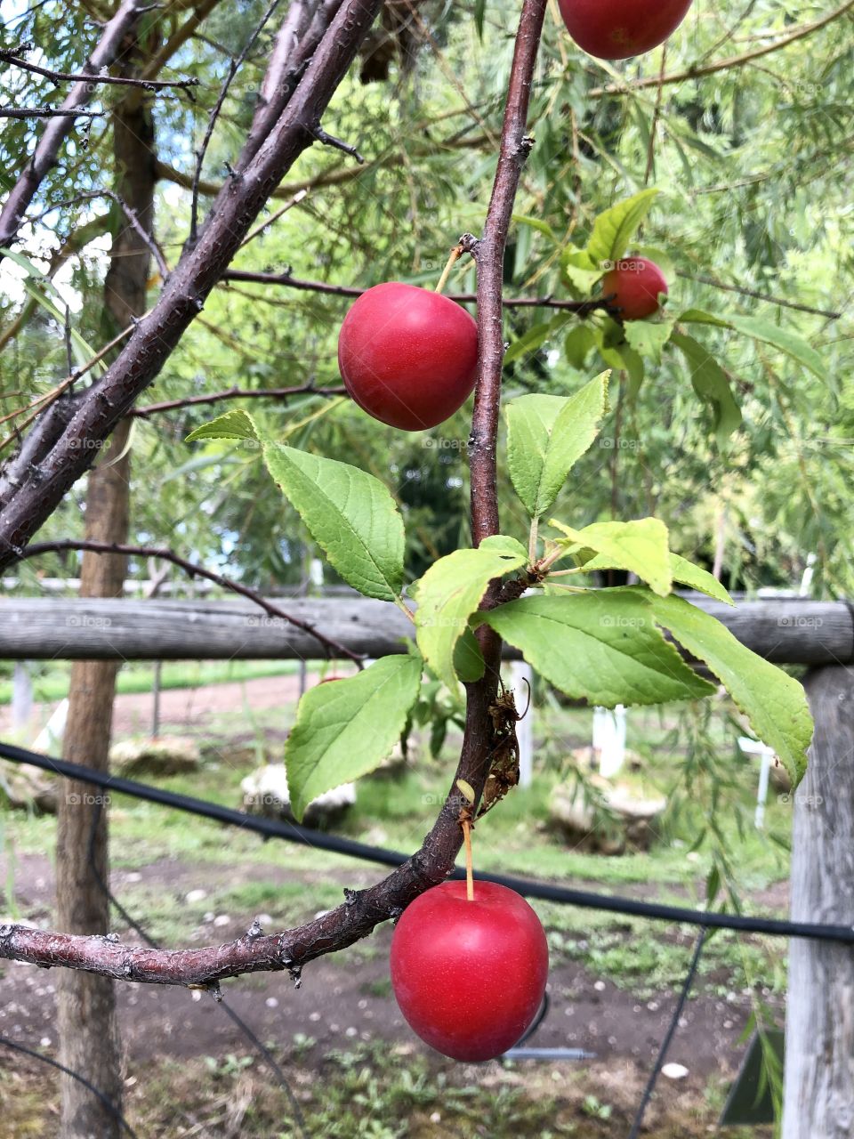 Fresh plums growing in a local Montana tree nursery. 