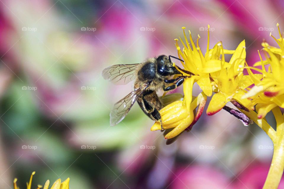 Spring. Macro of bee at work over a yellow flower with colorful background.