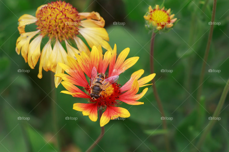 Bee collect pollen of beautiful Gaillardia flower with pinwheel vividly coloured with red, orange and yellow