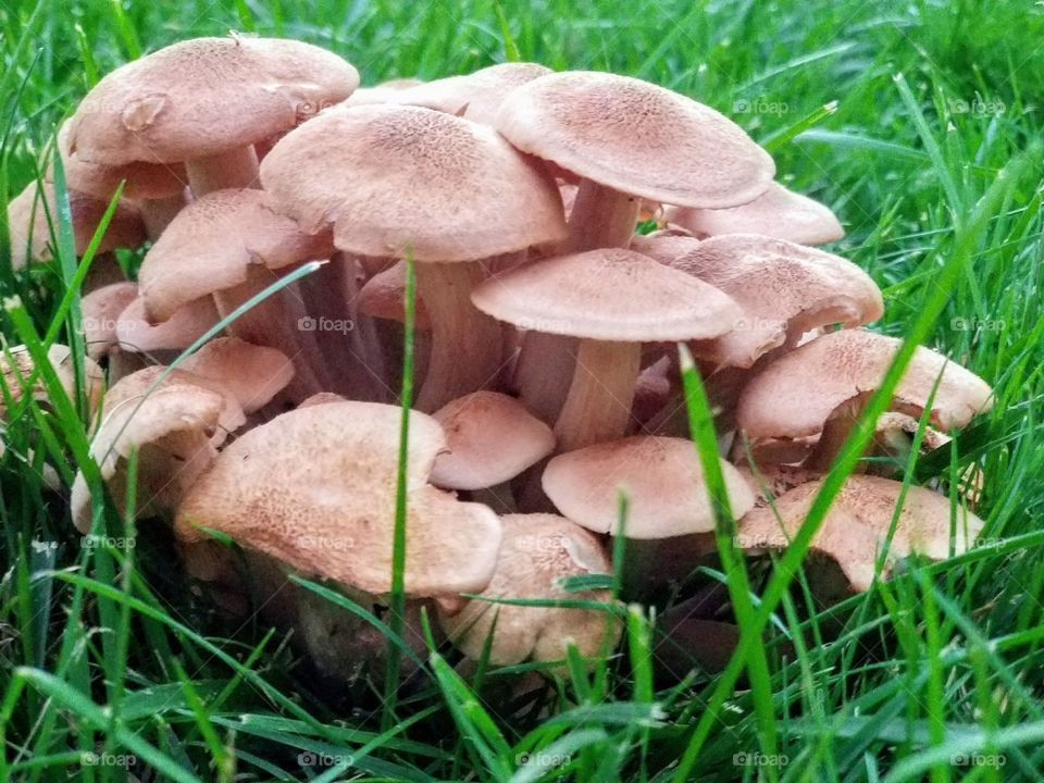 Mushrooms in the grass