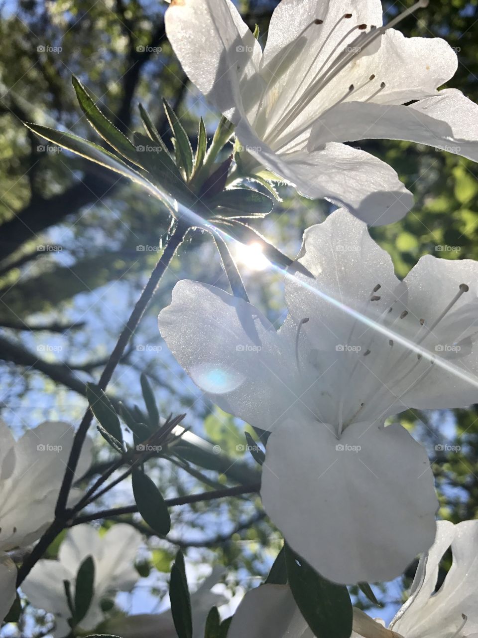 Sunlight on white flowers