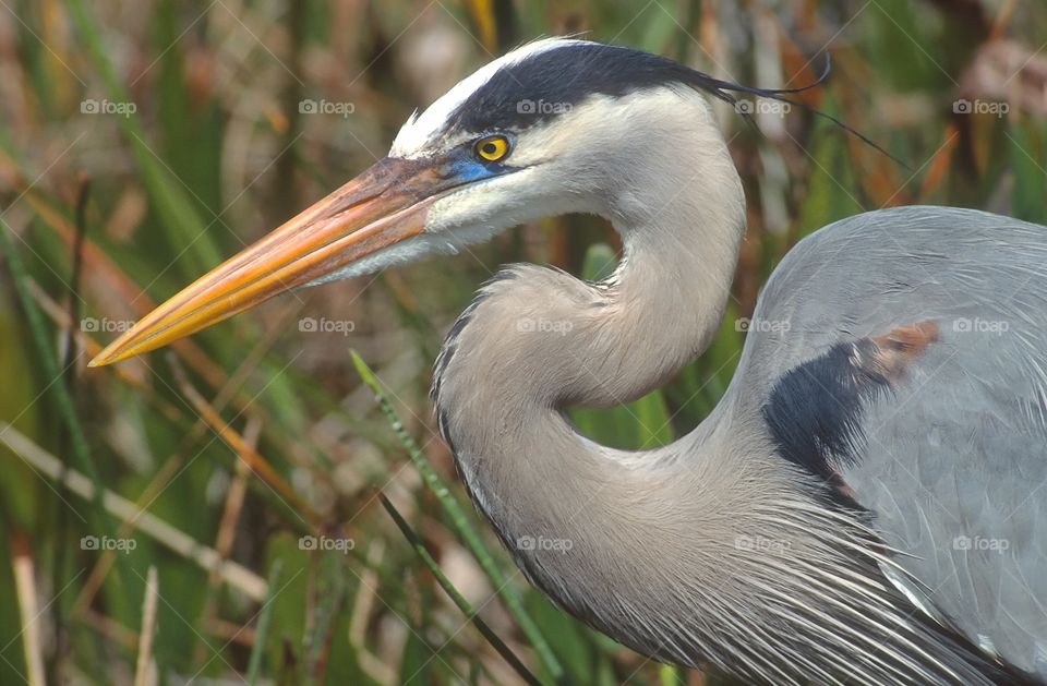 Portrait of a Great Blue Heron.