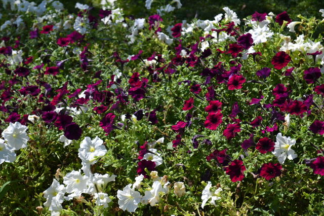 beautiful flowers