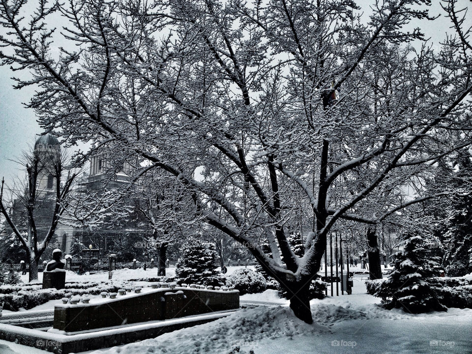 Frozen tree