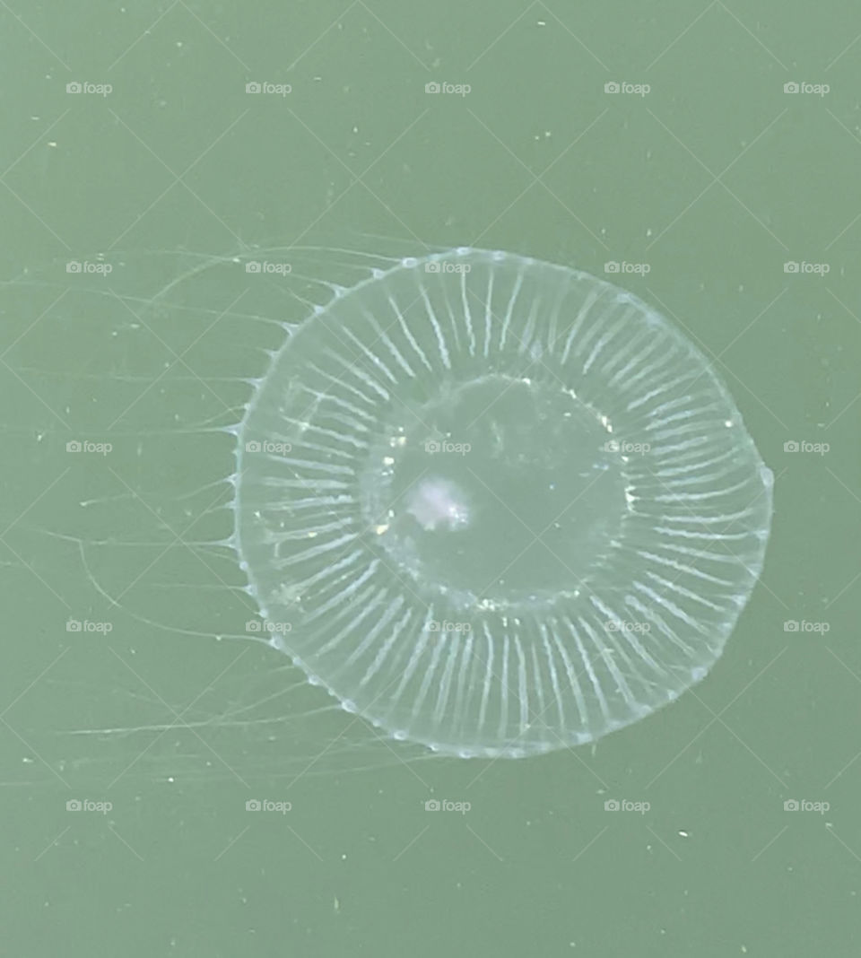 Clear Jellyfish 