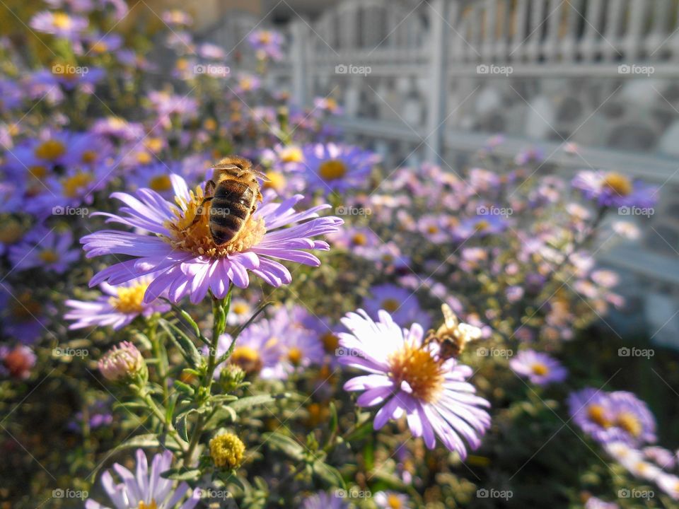 bees on a autumn purple flowers in the solar light