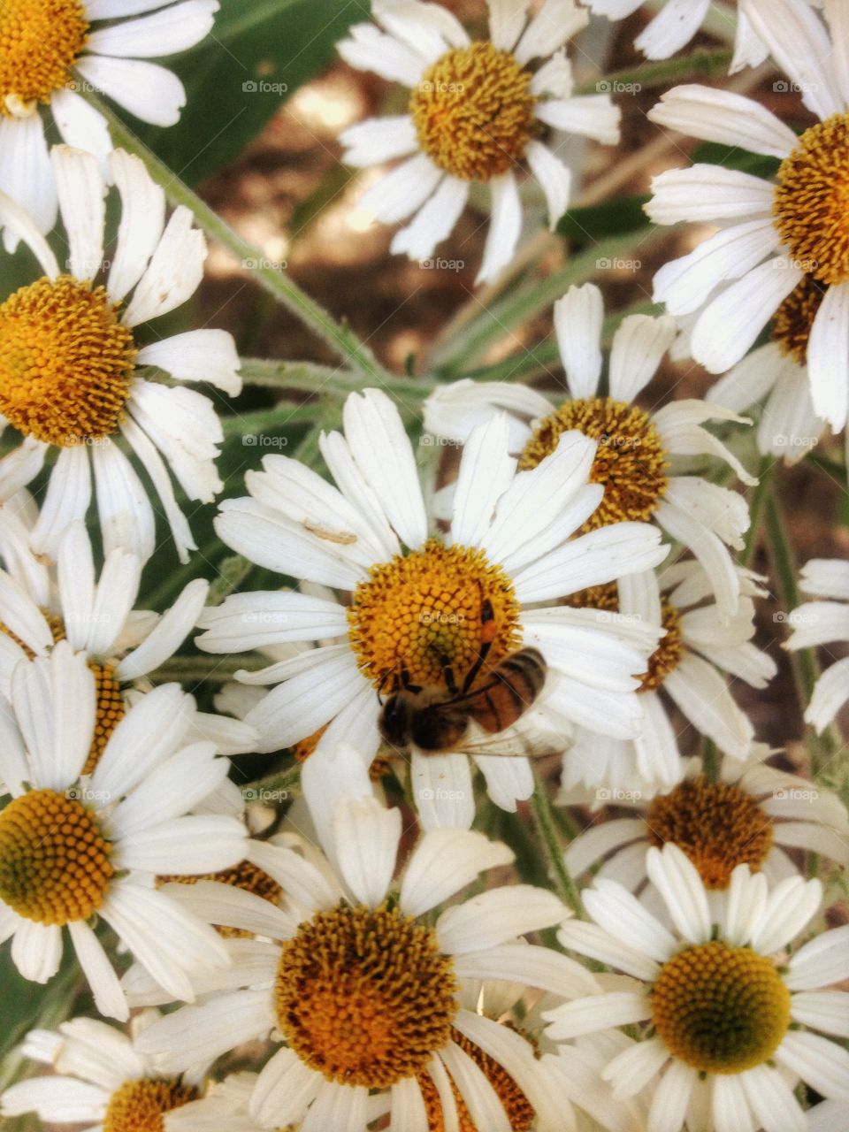 Flowers and bee