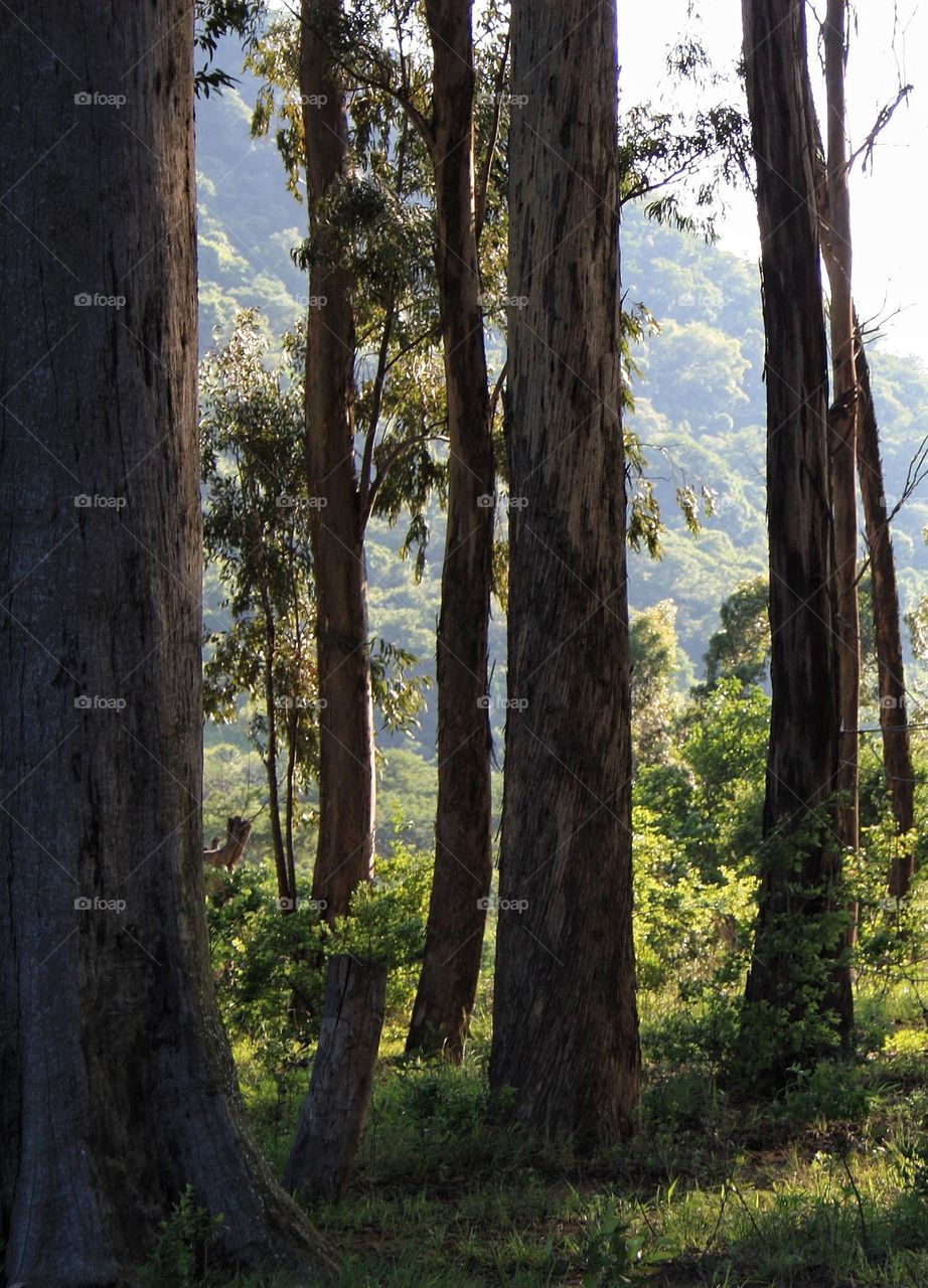 more forest beyond the edge.