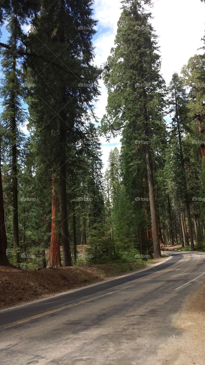 Redwood road