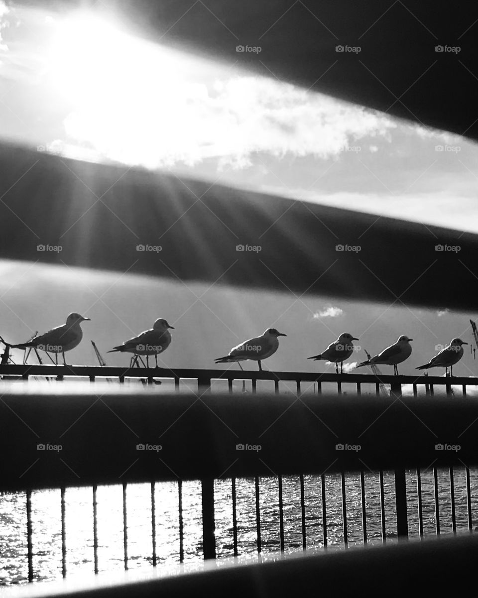 Seagulls