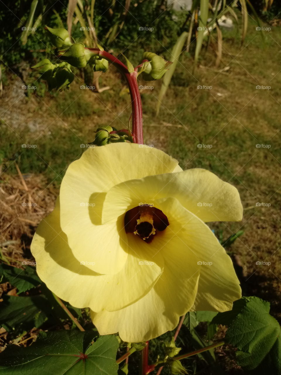 flor de quiabo