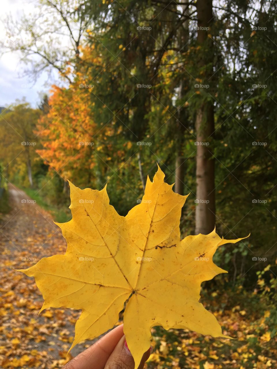 Yellow autumn 