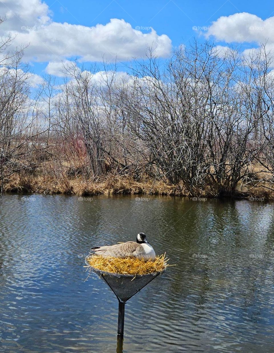 Canada Goose nesting