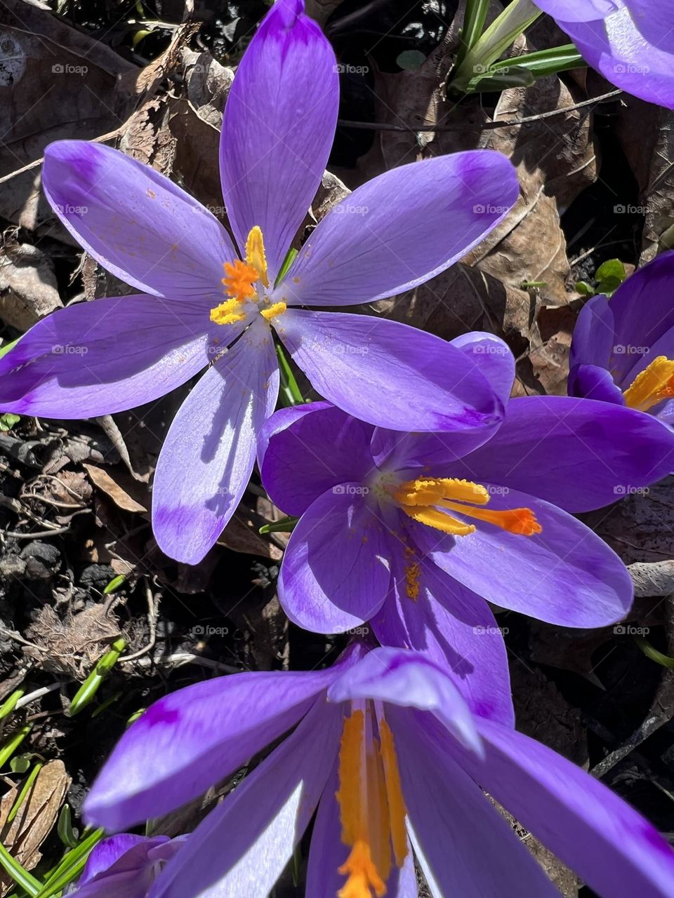 The crocus flower