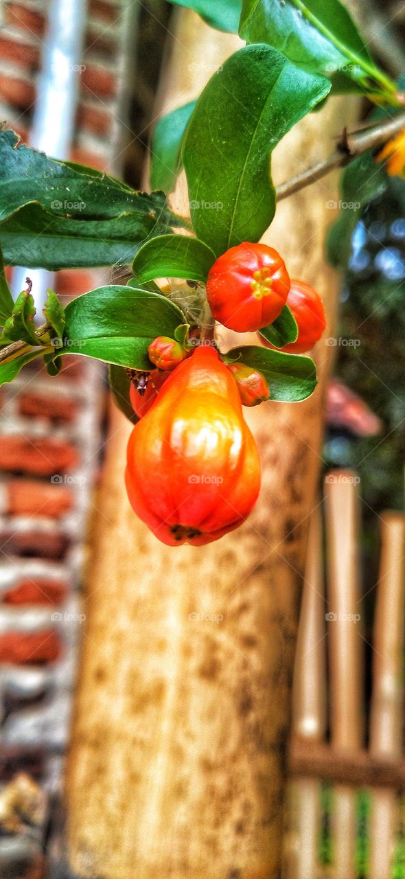 Pomegranate plant, Pomegranate is a good source of antioxidants, folate, zinc, vitamin C, and vitamin E to increase children's immune system.