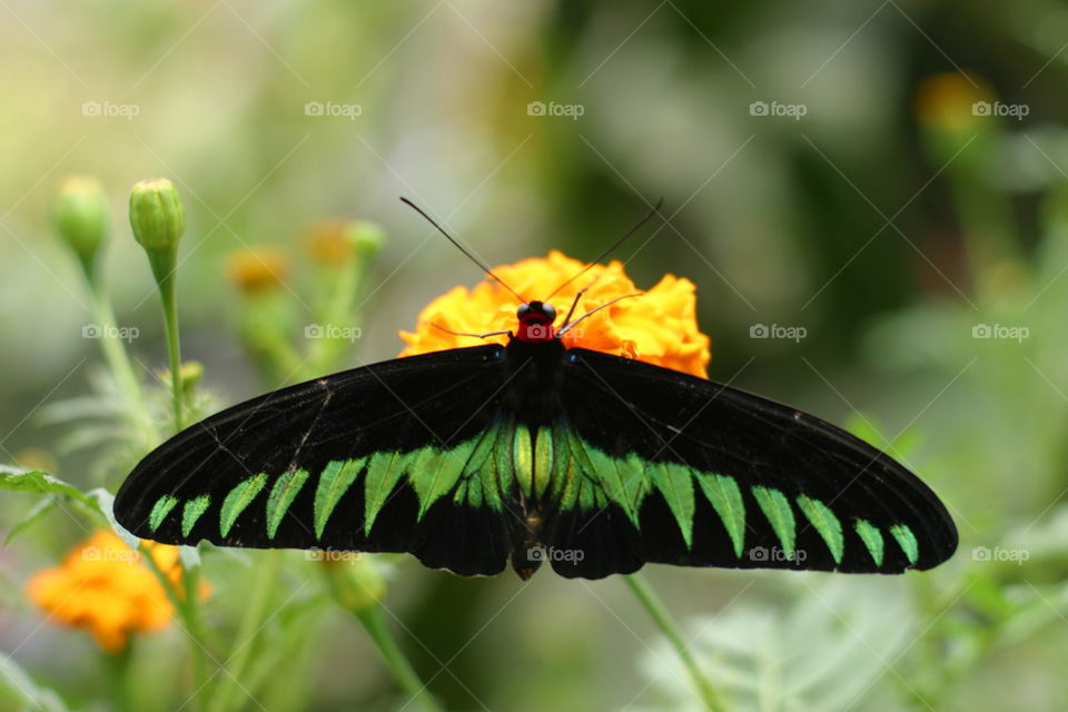 Butterfly on a Flower