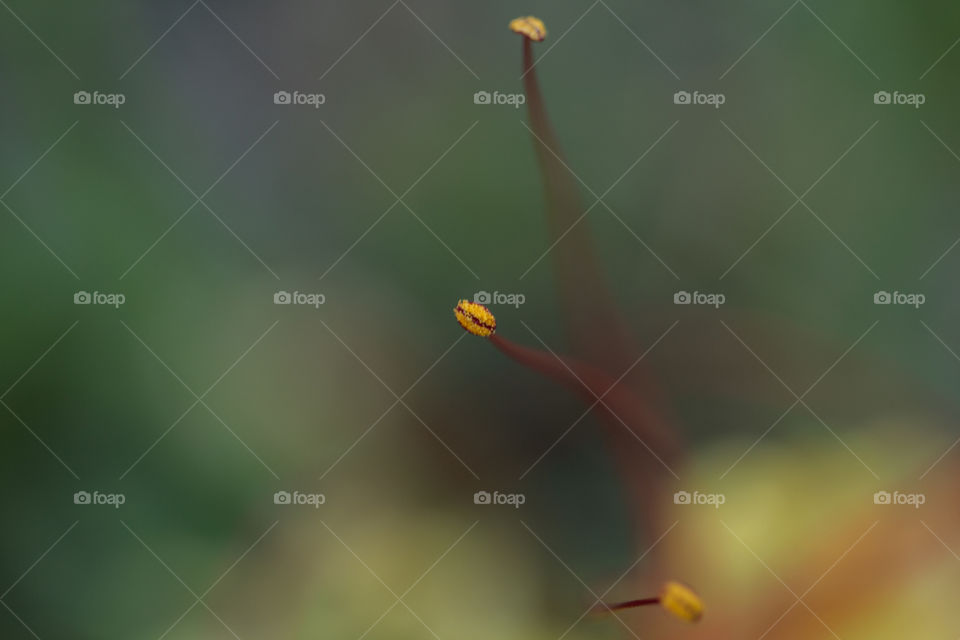 Extreme close-up of flower