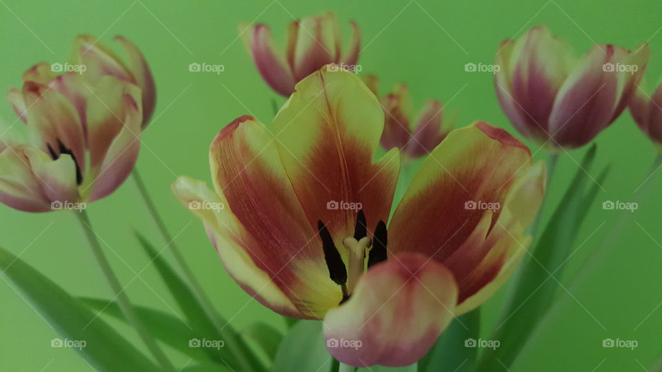 Tulpe ganz aufgeblüht