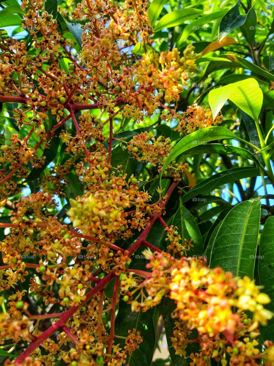 This is the color of flower of mango tree in tropical country like Indonesia. Mango tree has a scientific name called Mangifera indica. Its fruit has a sweet taste and commonly sold in market.