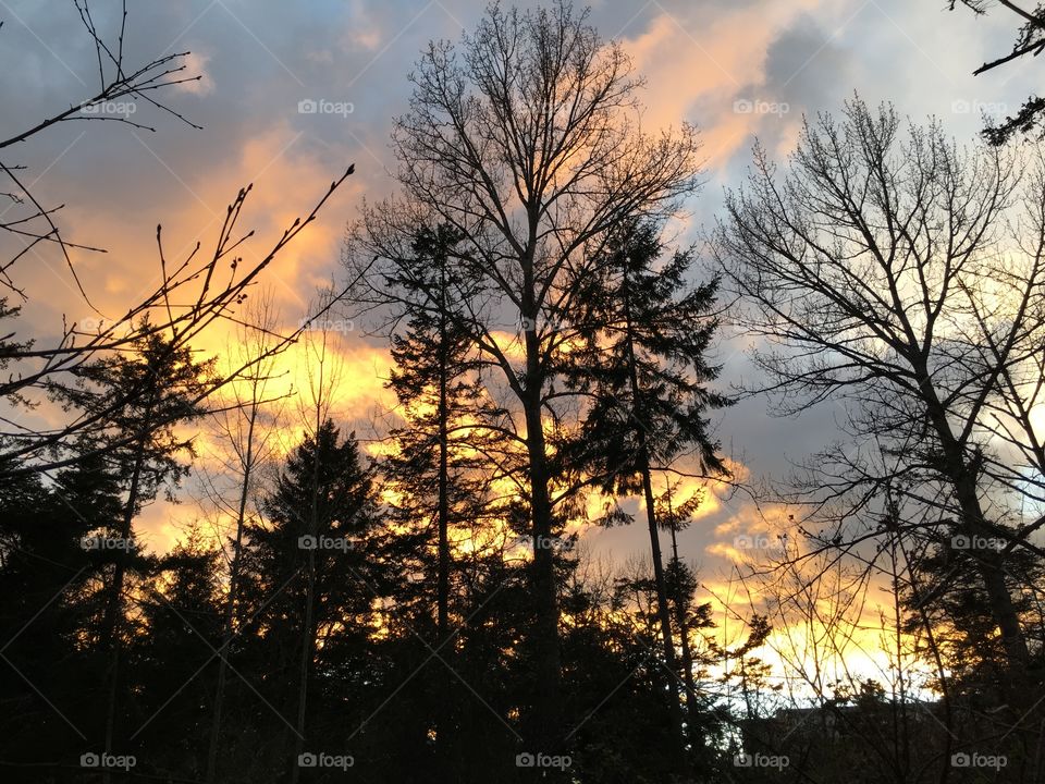 Silhouette of trees and dramatic sky