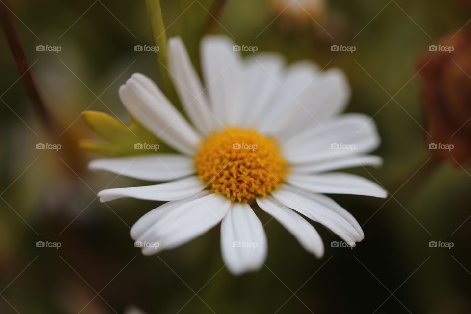 he loves me or does not love me? 