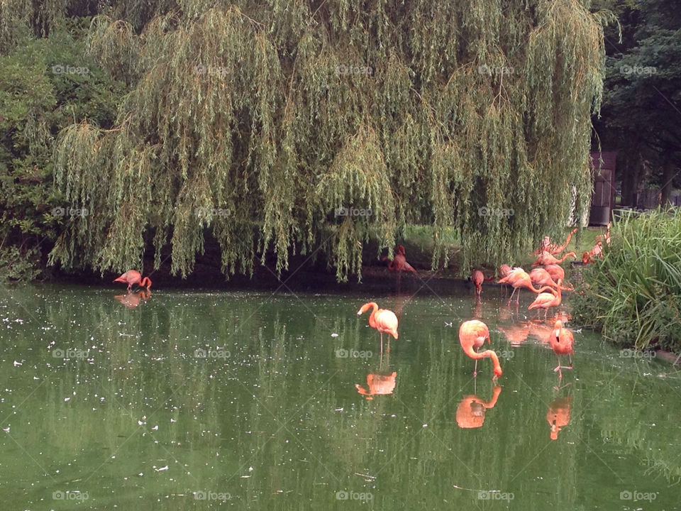 water lake flamingos tress by craig-c