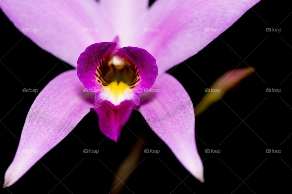 Orchid 