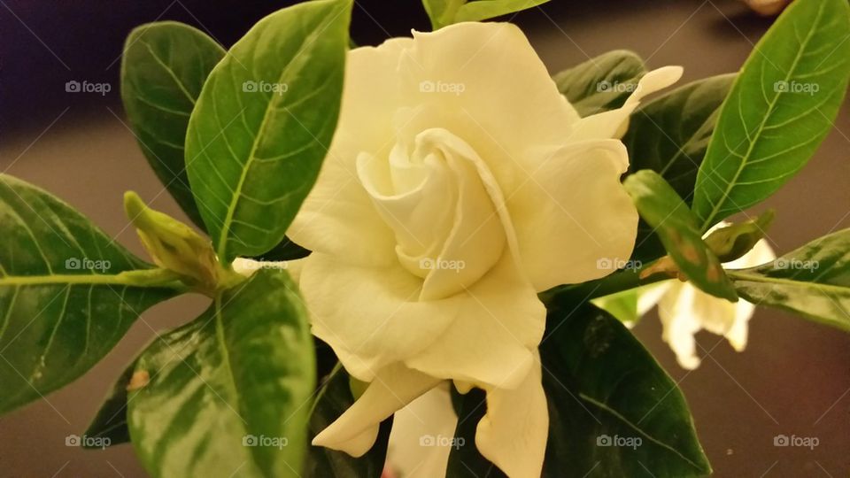 Gardenia