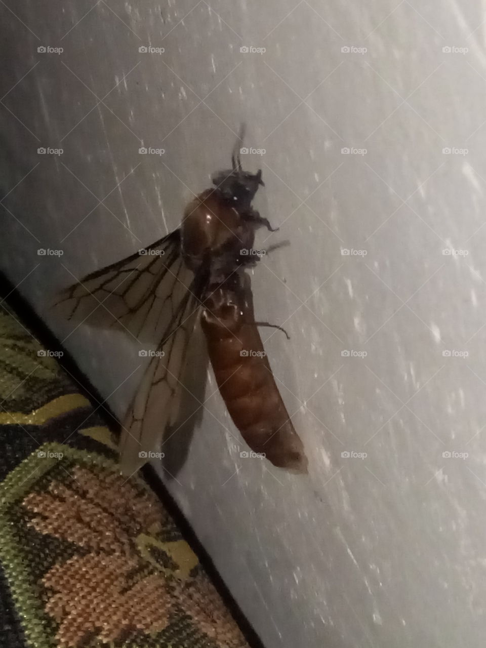 A strange insect