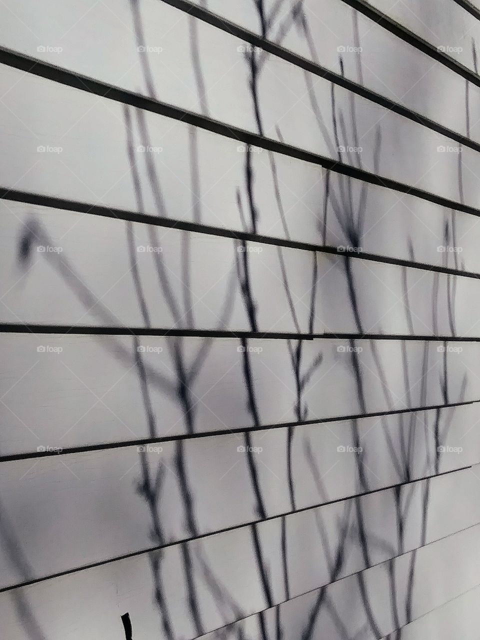 shadow of a small tree