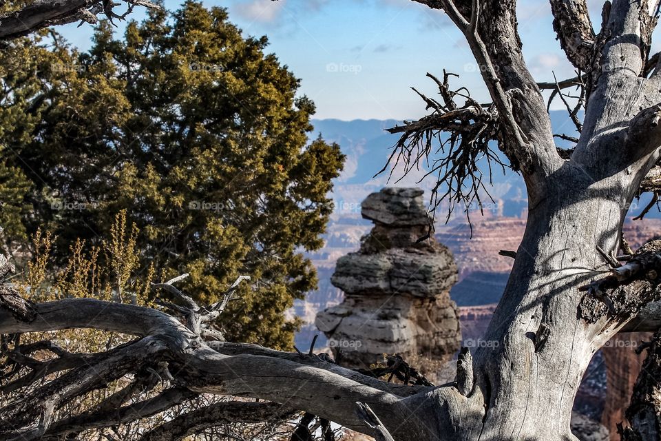 Close-up of a tree in grand canyon