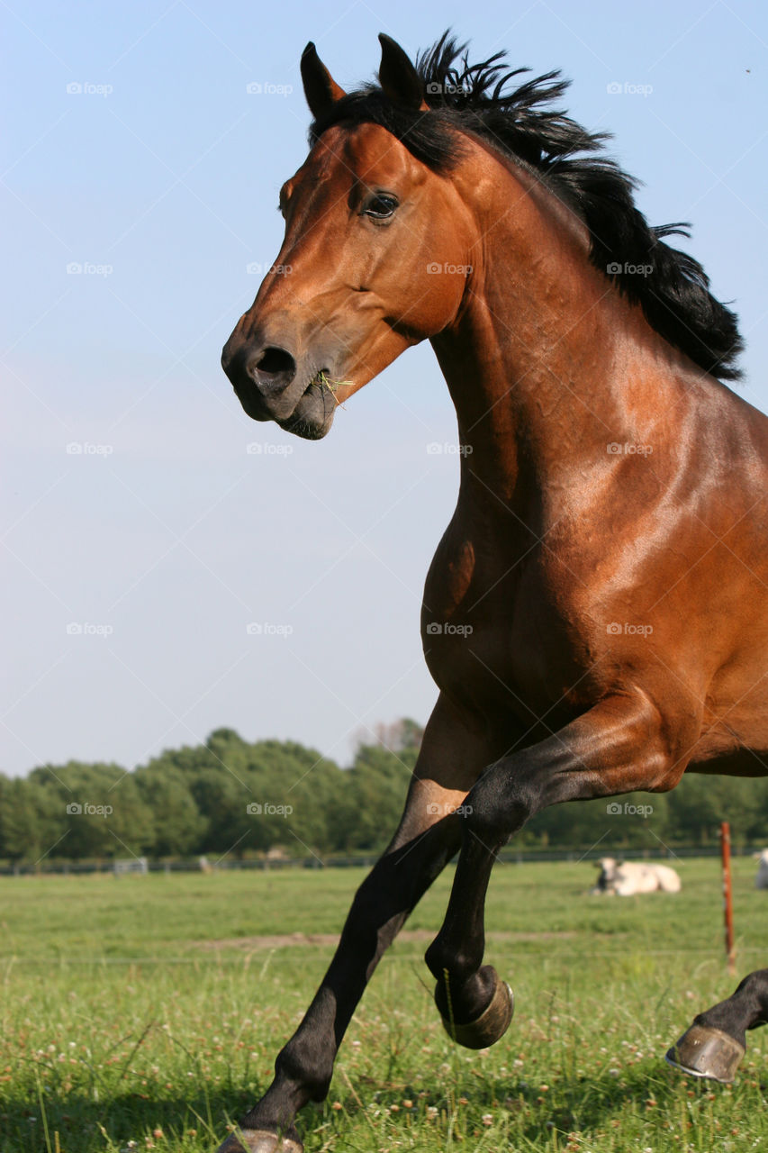 Close-up of brown horse running