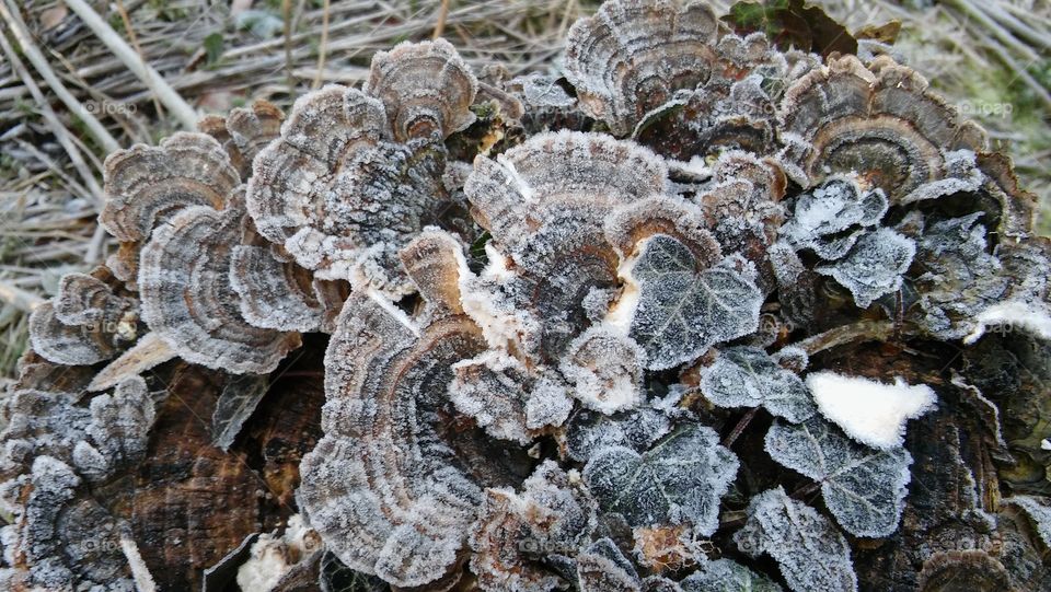 Frozen Oyster Mushrooms