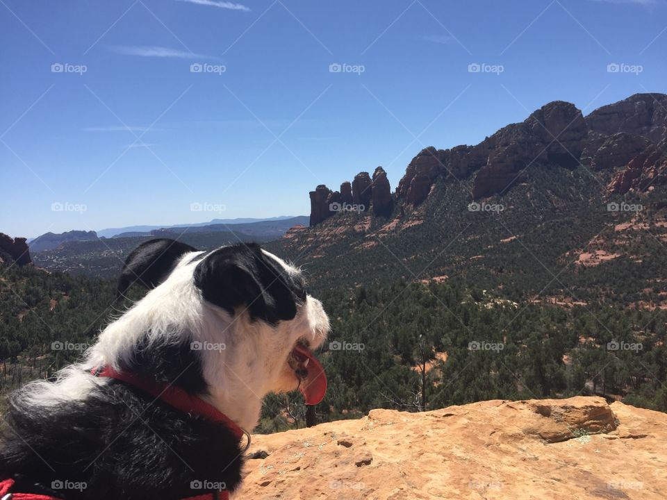 Rebel enjoying the view on her hike in Sedona, AZ.