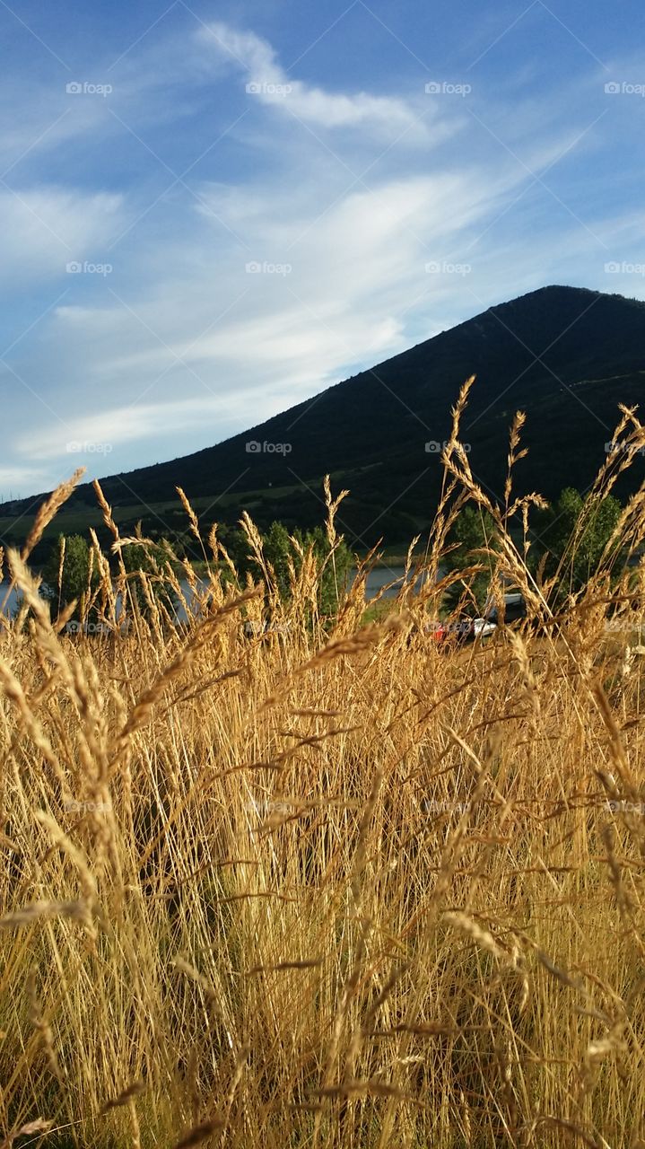 Amber Waves of Grain