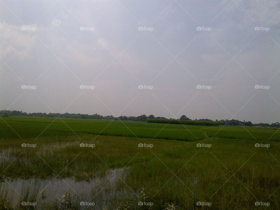 Landscape, No Person, Grass, Agriculture, Cropland