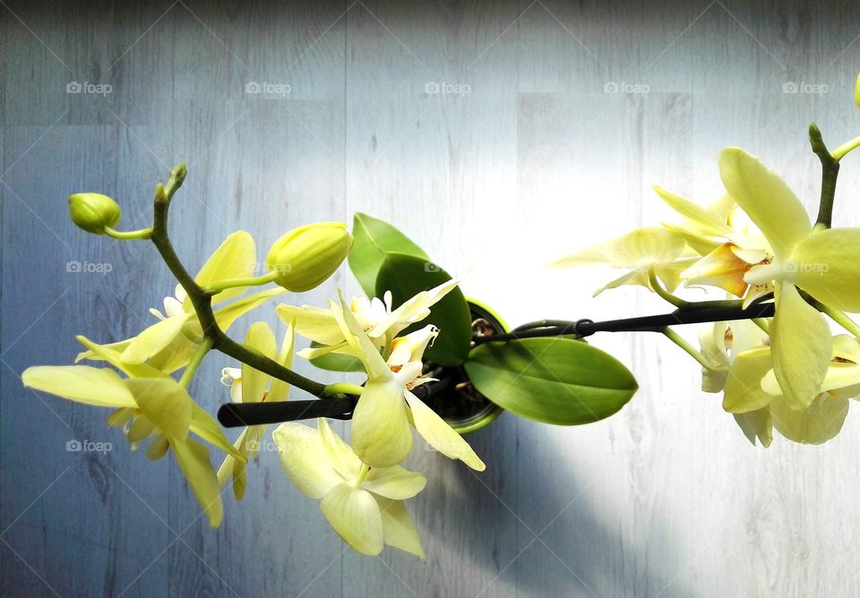 yellow orchid in afternoon light