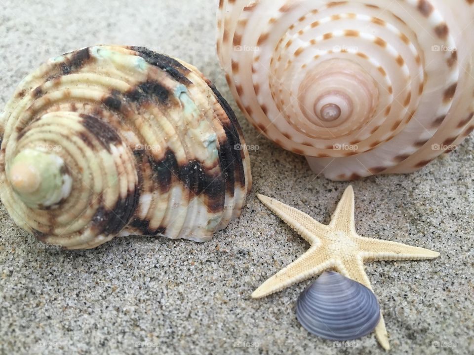 Seashells and starfish on sand