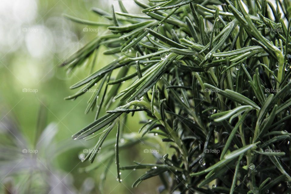 Close up of fresh rosemary with water drops