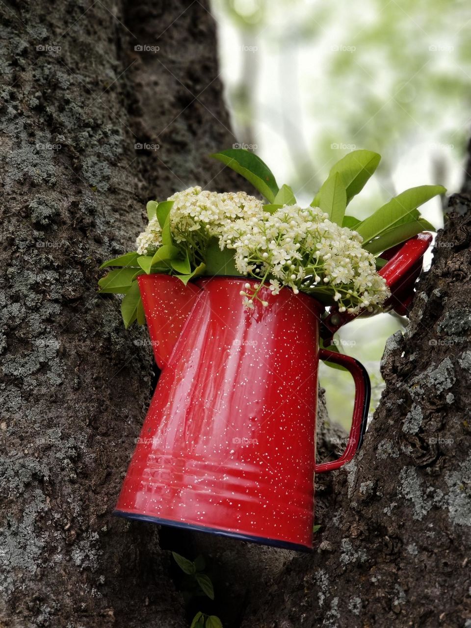 Campfire Coffee Pot with Flowers in a Tree