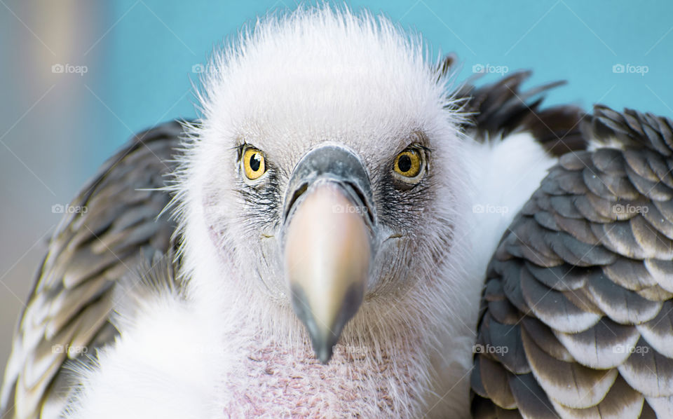 White-backed vulture staring intimidatingly at you